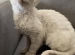 candy - Devon Rex Cat For Sale - Rancho Cucamonga, CA, US