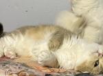 Munchkin     Cassie - Munchkin Cat For Sale - Salem, OR, US