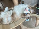 Seao bicolor female 3 yrs old - Ragdoll Cat For Sale - Fontana, CA, US