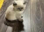 Blue point boy - Himalayan Cat For Sale - Charlotte, NC, US