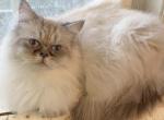 Ragamuffin boy - Ragamuffin Cat For Sale - Salem, OR, US