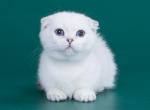 Loana - Munchkin Kitten For Sale - Hollywood, FL, US