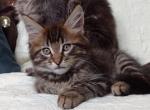 Arnold - Maine Coon Cat For Sale - Norwalk, CT, US