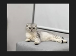 Claudia - Scottish Fold Cat For Sale - Richardson, TX, US