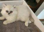 Himilayan Kitten - Himalayan Cat For Sale - Greenville, OH, US