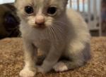 Confetti - Snowshoe Cat For Sale - Silver Lake, IN, US