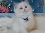 Blue Bicolor Girl 4 - Ragdoll Cat For Sale - Fontana, CA, US