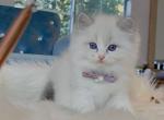 Blue Lynx Bicolor Boy - Ragdoll Cat For Sale - Fontana, CA, US