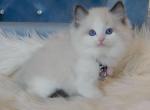 Seal Bicolor Girl 4 - Ragdoll Cat For Sale - Fontana, CA, US