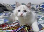 Turmeric - Ragdoll Cat For Sale - Tuscaloosa, AL, US