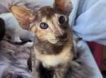 Lili - Oriental Cat For Sale - Brooklyn, NY, US