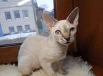 Raja - Devon Rex Cat For Sale - Brooklyn, NY, US