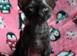 Benya - Devon Rex Cat For Sale - Brooklyn, NY, US