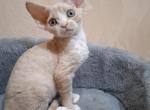 Buba - Devon Rex Cat For Sale - Brooklyn, NY, US