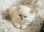 snowflake - Himalayan Cat For Sale - Mount Prospect, IL, US