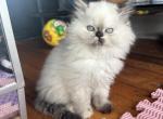 lucy - Himalayan Cat For Sale - Mount Prospect, IL, US