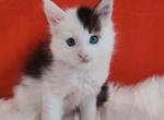 Bombei - Maine Coon Cat For Sale - Norwalk, CT, US