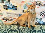 Unica - Abyssinian Cat For Sale - Odesa, Odessa Oblast, UA