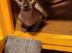 Kitten 2 - Bambino Cat For Sale - Mundelein, IL, US