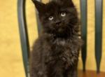 Pending Polydactyl Black Smoke Male CFA Registered - Maine Coon Cat For Sale - Marshalltown, IA, US