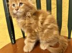 Pending  Polydactyl Red Tabby Male CFA Registered - Maine Coon Cat For Sale - Marshalltown, IA, US