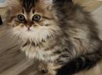 Luiza - Scottish Fold Cat For Sale - Philadelphia, PA, US