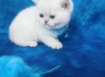 RESERVED Oreo - British Shorthair Cat For Sale - Sunnyvale, CA, US