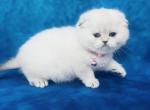 Zoe - Scottish Fold Cat For Sale - Sunnyvale, CA, US