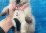 Bella Scottish Straight - Scottish Straight Cat For Sale - Sunnyvale, CA, US