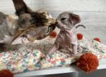 M - Devon Rex Cat For Sale - Philadelphia, PA, US