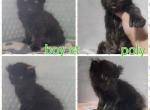 Male black highlander mh - Highlander Cat For Sale - Monroe, MI, US