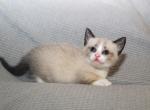 Blue Eyes - Munchkin Cat For Sale - Vicksburg, MS, US