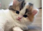 Reserved Tiffany - Munchkin Cat For Sale - Chino, CA, US