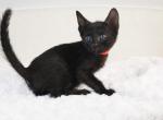 F5 Melanistic Girl - Savannah Cat For Sale - Lakeland, FL, US