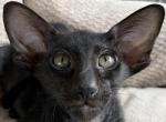 OSH Female Black Oriental Shorthair Kitten - Oriental Cat For Sale - NJ, US