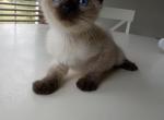 Seal Point Siamese - Siamese Cat For Sale - Dunn, NC, US