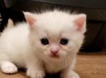 Reserved Sugar - Munchkin Cat For Sale - Chino, CA, US