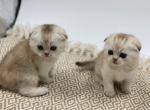 February baby boys - Scottish Fold Cat For Sale - Brooksville, FL, US