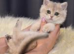 Becca - British Shorthair Cat For Sale - Brooklyn, NY, US