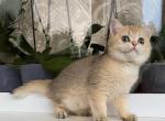 Erika - British Shorthair Cat For Sale - Brooklyn, NY, US