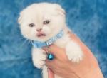 Simba - Scottish Fold Cat For Sale - Sunnyvale, CA, US