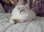 Kaspar - Siberian Cat For Sale - Brooklyn, NY, US