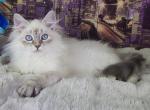 Kasper - Siberian Cat For Sale - Brooklyn, NY, US