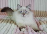 Joy - Siberian Cat For Sale - Brooklyn, NY, US