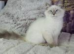 Hanny - Siberian Cat For Sale - Brooklyn, NY, US