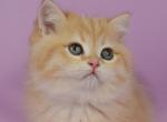 Casper - British Shorthair Cat For Sale - Brooklyn, NY, US