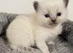 Smooches - Ragdoll Cat For Sale - Ocala, FL, US