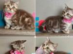 Chloes  first kittens - Munchkin Kitten For Sale - 