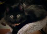 Alana Polydactyl Maine Coon - Maine Coon Cat For Sale - Waukesha, WI, US