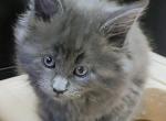 Boots Female Maine Coon Kitten - Maine Coon Cat For Sale - Waukesha, WI, US